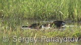 Video of Ferruginous Duck - Ferruginous Duck in early spring in shabla lake in nesting period